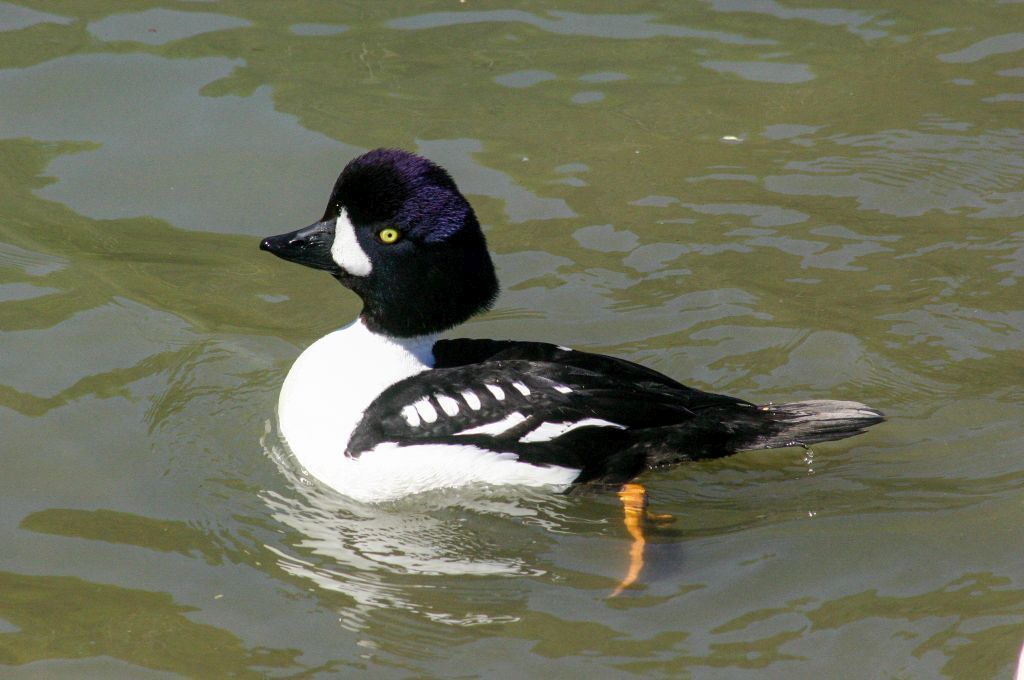 Barrows Goldeneye (Bucephala islandica) Male